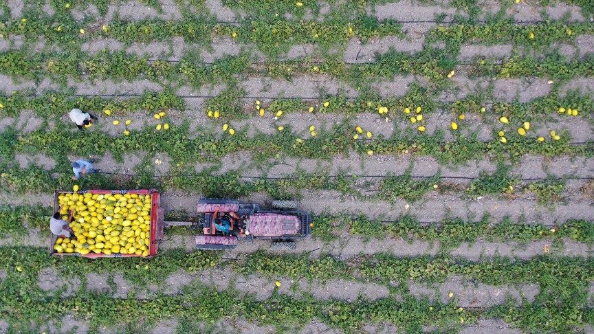 Bakan Yumaklı, 688 milyon 200 bin lira tarımsal destekleme ödemesinin bugün yapılacağını bildirdi