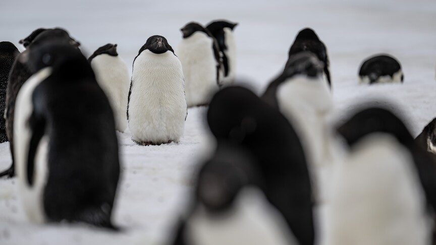Dünyanın en büyük penguen kolonisinde popülasyonun çeyreğinden fazlası öldü